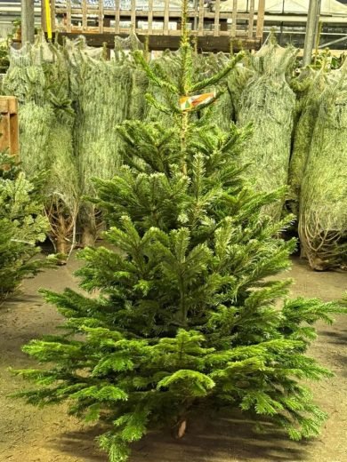 Wholesale Christmas Trees