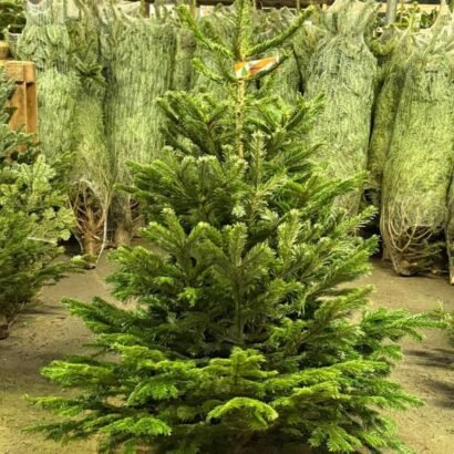 Wholesale Christmas Trees