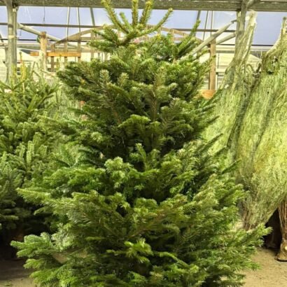 Wholesale Christmas Trees