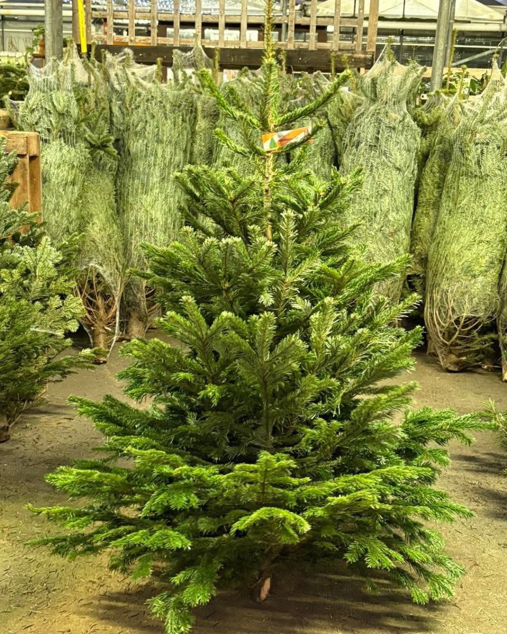 Wholesale Christmas Trees Pallets