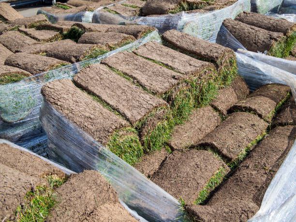 Wholesale Sod Pallet | Fresh Farm-Grown Sod – Approx. 450 Sq Ft